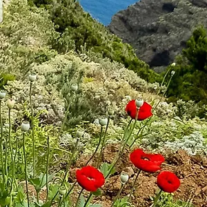 The Poppies - 100m Ocean - Private Spaces Candelaria